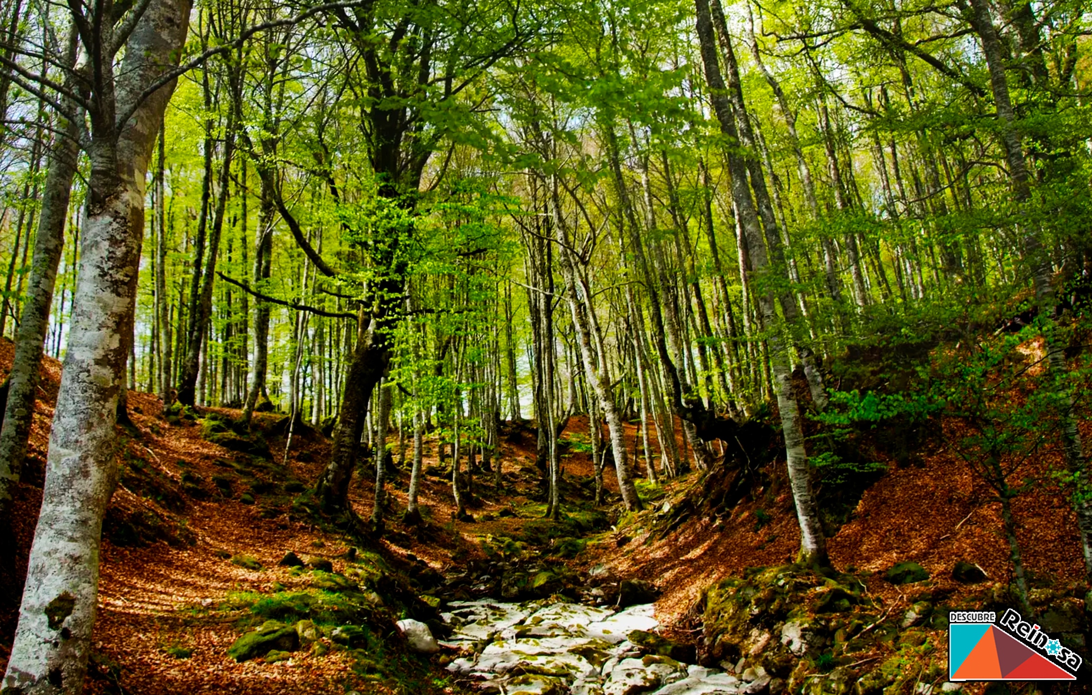 Parque del Saja-Besaya