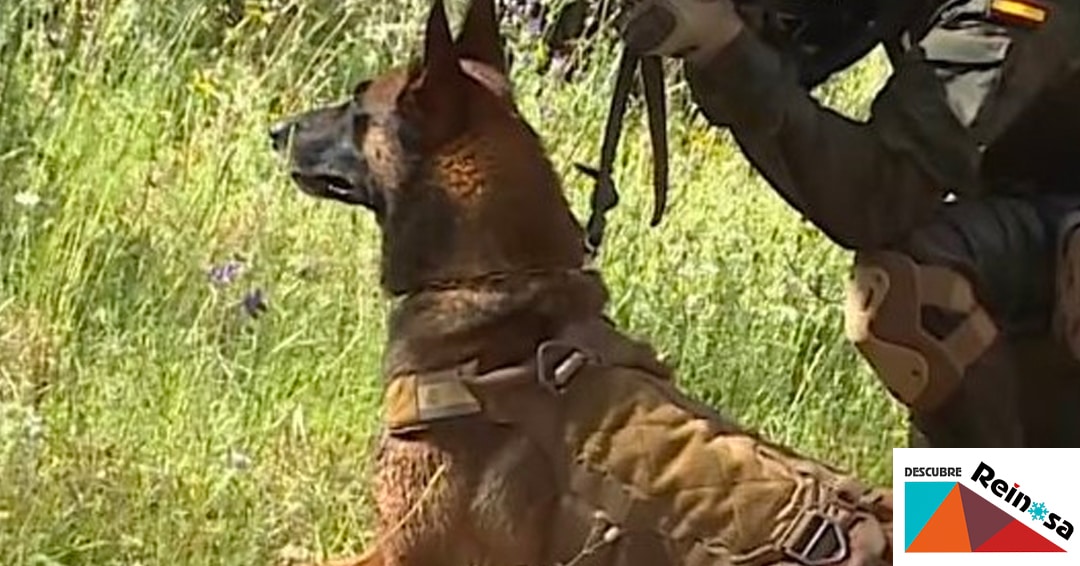 Exhibición de los equipos caninos del regimiento de transmisiones 21 en la Plaza de España